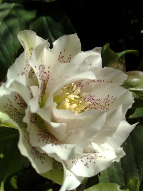 Hellebores 2010